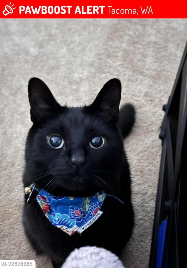 Lost Male Cat last seen 8th & M St, Tacoma, WA 98403