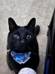 Lost Male Cat last seen 8th & M St, Tacoma, WA 98403