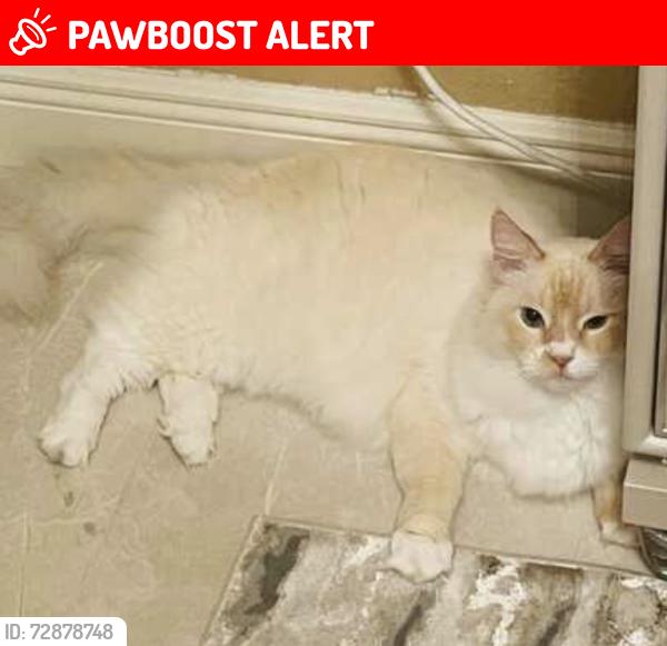 Lost Male Cat last seen Near Peggy Adam’s Pet Rescue near N Military trail WPB, West Palm Beach, FL 33409