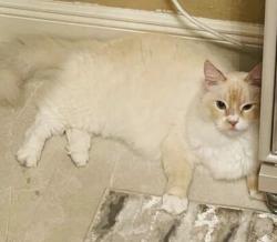 Lost Male Cat last seen Near Peggy Adam’s Pet Rescue near N Military trail WPB, West Palm Beach, FL 33409