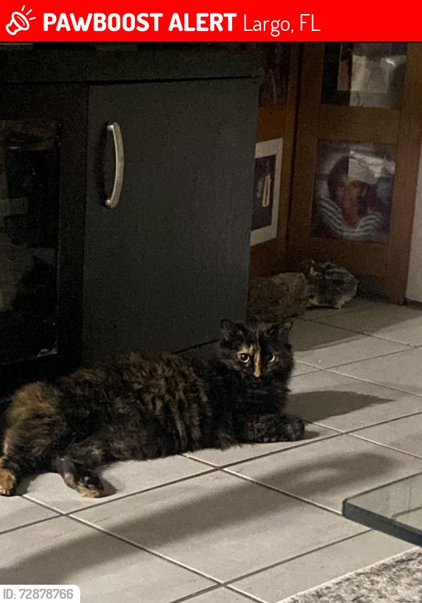 Lost Female Cat last seen Palms of Pinellas apmts , Largo, FL 33771
