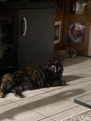 Lost Female Cat last seen Palms of Pinellas apmts , Largo, FL 33771