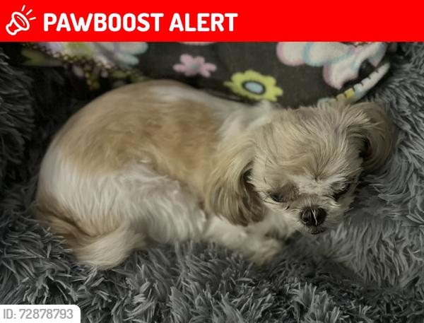 Lost Female Dog last seen Ne 170th Street North Miami Beach, Fl 33162, North Miami Beach, FL 33162
