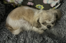 Lost Female Dog last seen Ne 170th Street North Miami Beach, Fl 33162, North Miami Beach, FL 33162
