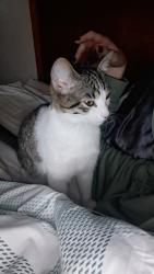 Lost Female Cat last seen She was last seen in my room but she got out through the window , Cheyenne, WY 82003