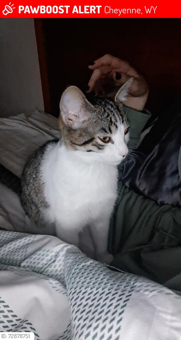 Lost Female Cat last seen She was last seen in my room but she got out through the window , Cheyenne, WY 82003