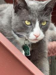 Found/Stray Unknown Cat last seen Orchid cleaners , Orlando, FL 32803