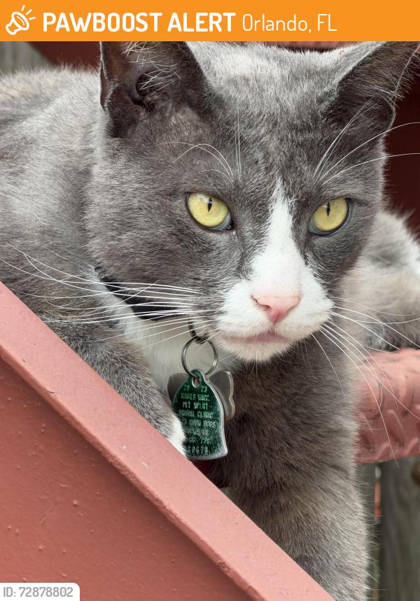 Found/Stray Unknown Cat last seen Orchid cleaners, Orlando, FL 32803