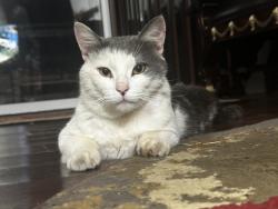 Lost Male Cat last seen racetrack road mcdonough ga, McDonough, GA 30253