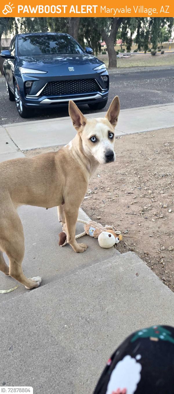 Found/Stray Female Dog last seen 83rd mcdowell , Maryvale Village, AZ 85035