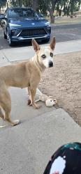 Found/Stray Female Dog last seen 83rd mcdowell , Maryvale Village, AZ 85035