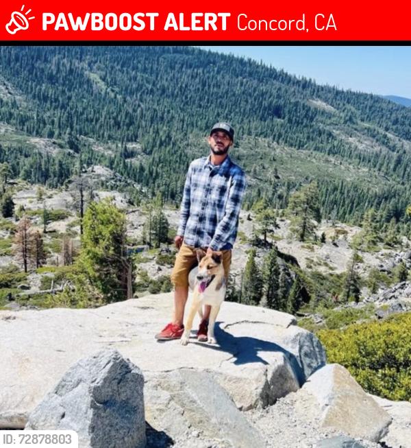 Lost Male Dog last seen Kenwald rd , Concord, CA 94521