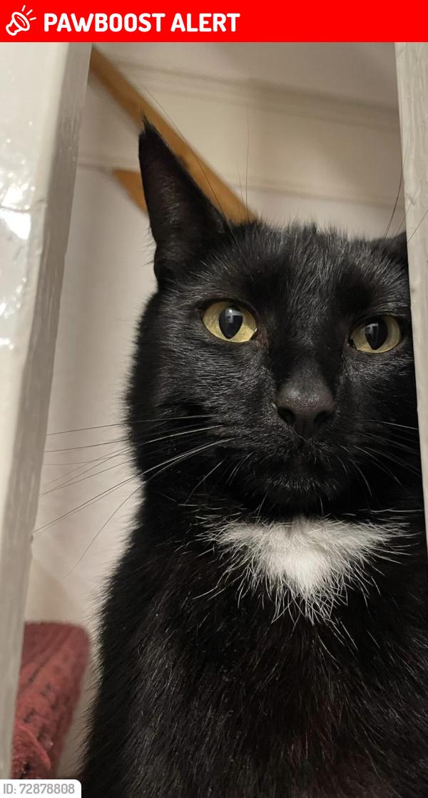 Lost Male Cat last seen rose hill quarry, , Townhill, Wales SA1 6NA