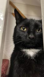 Lost Male Cat last seen rose hill quarry, , Townhill, Wales SA1 6NA