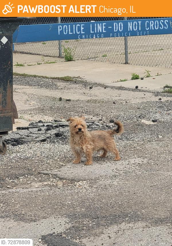 Found/Stray Unknown Dog last seen Chicago tool library alley, ran towards carrol street, Chicago, IL 60624