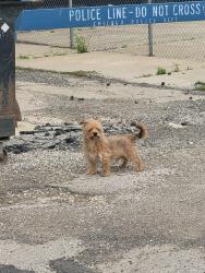 Found/Stray Unknown Dog last seen Chicago tool library alley, ran towards carrol street, Chicago, IL 60624