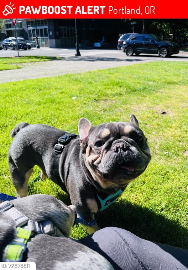 Lost Male Dog last seen Near ne Fargo ct, Portland, Portland, OR 97230