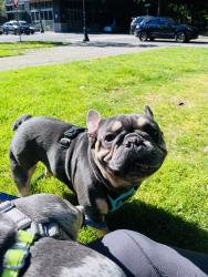 Lost Male Dog last seen Near ne Fargo ct, Portland, Portland, OR 97230