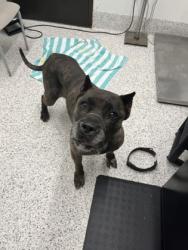Shelter Stray Female Dog last seen Atlanta, GA 30344, Atlanta, GA 30336