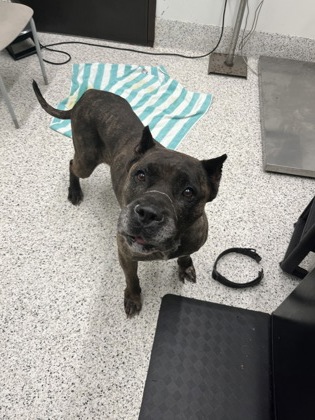 Shelter Stray Female Dog last seen Atlanta, GA 30344, Atlanta, GA 30336