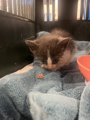 Shelter Stray Male Cat last seen Near Ralph Mcgill BLVD, Atlanta, GA, 1251 Fulton Industrial Blvd NW, Atlanta, GA 30336, USA