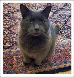 Lost Female Cat last seen Pulpit Road, Peterborough, ON 