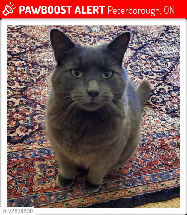 Lost Female Cat last seen Pulpit Road, Peterborough, ON 