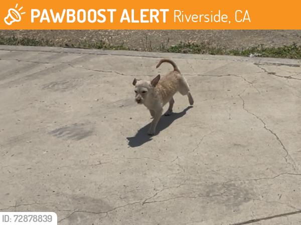 Found/Stray Male Dog last seen Jurupa Ave & streeter, Riverside, CA 92504