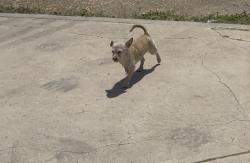 Found/Stray Male Dog last seen Jurupa Ave & streeter, Riverside, CA 92504