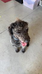Found/Stray Male Dog last seen Mecham/renfro, Bakersfield, CA 93314