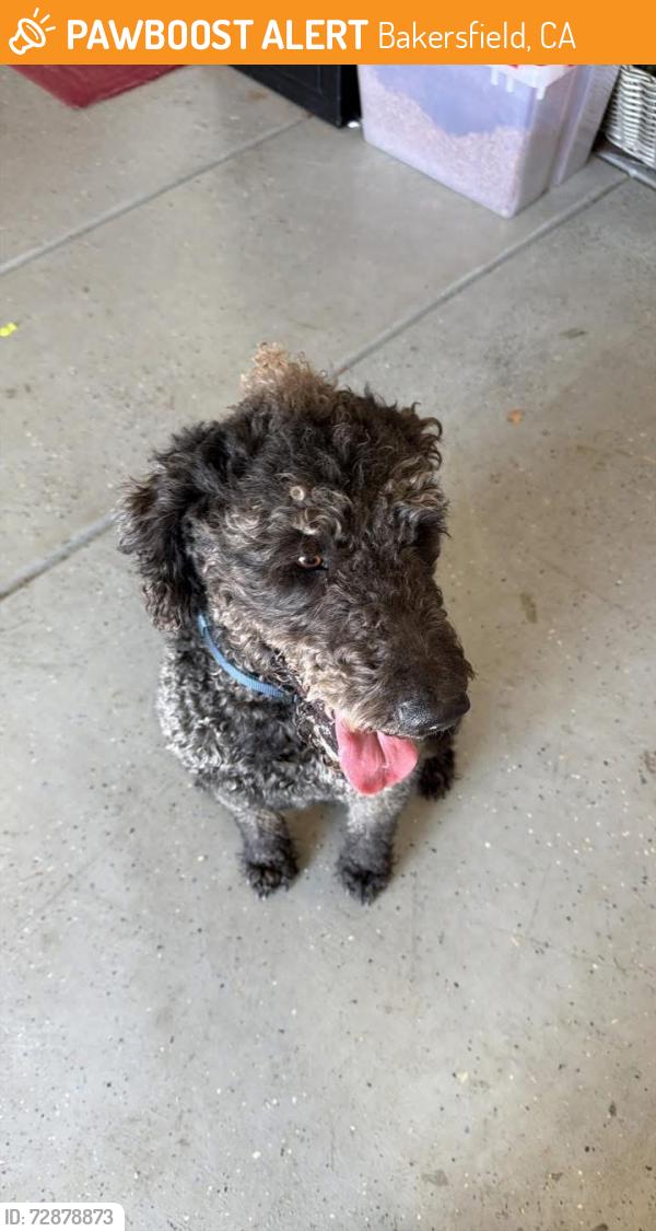 Found/Stray Male Dog last seen Mecham/renfro, Bakersfield, CA 93314