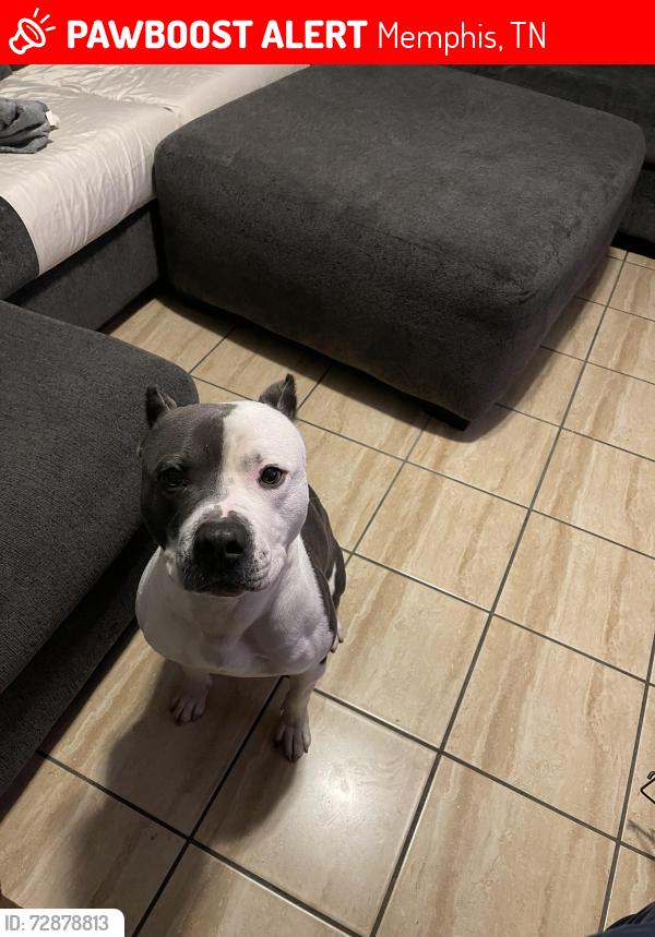 Lost Male Dog last seen Eatonwick drive , Memphis, TN 38016