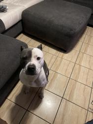 Lost Male Dog last seen Eatonwick drive , Memphis, TN 38016