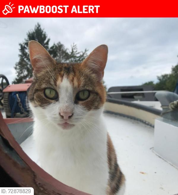Lost Female Cat last seen Rodley barge pub., West Yorkshire, England LS13 1LP