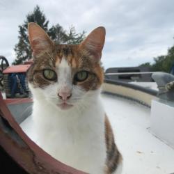 Lost Female Cat last seen Rodley barge pub., West Yorkshire, England LS13 1LP