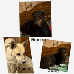 Lost Male Dog last seen 23rd , Ware rd., McAllen, TX 78501