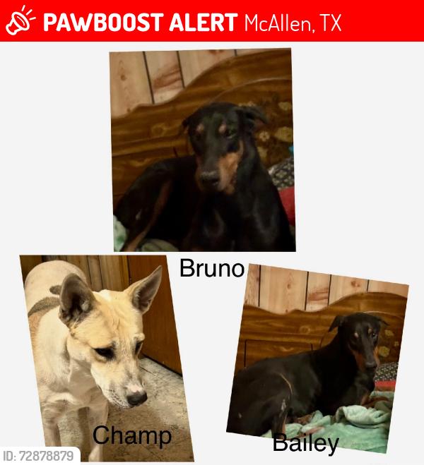 Lost Male Dog last seen 23rd , Ware rd., McAllen, TX 78501