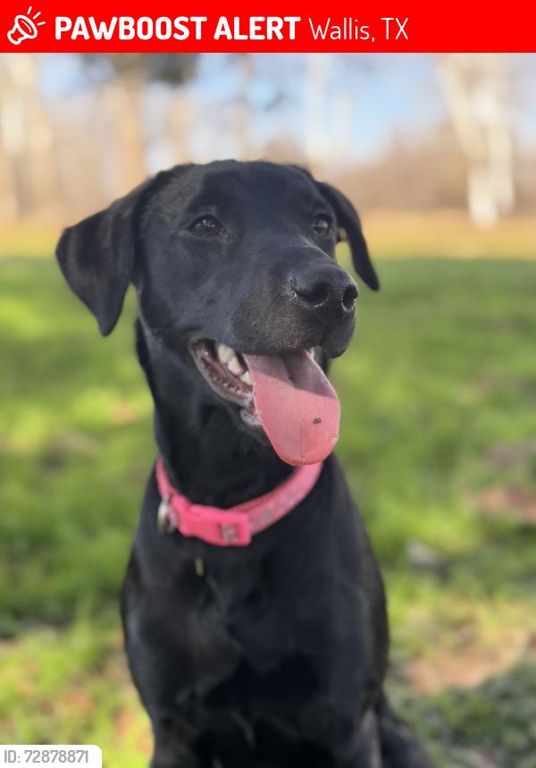 Lost Female Dog last seen Valley Lodge in Simonton, Wallis, TX 77485