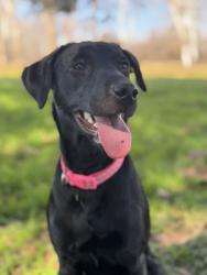 Lost Female Dog last seen Valley Lodge in Simonton, Wallis, TX 77485