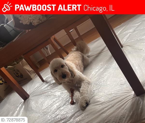 Lost Male Dog last seen Hamlin across from Jackson , Chicago, IL 60624
