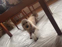 Lost Male Dog last seen Hamlin across from Jackson , Chicago, IL 60624