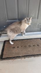Found/Stray Unknown Cat last seen Near Aspen Cliff Drive , Henderson, NV 89011