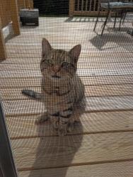 Found/Stray Female Cat last seen Crestwell Dr and Hollingsworth Dr, Indianapolis, IN 46268