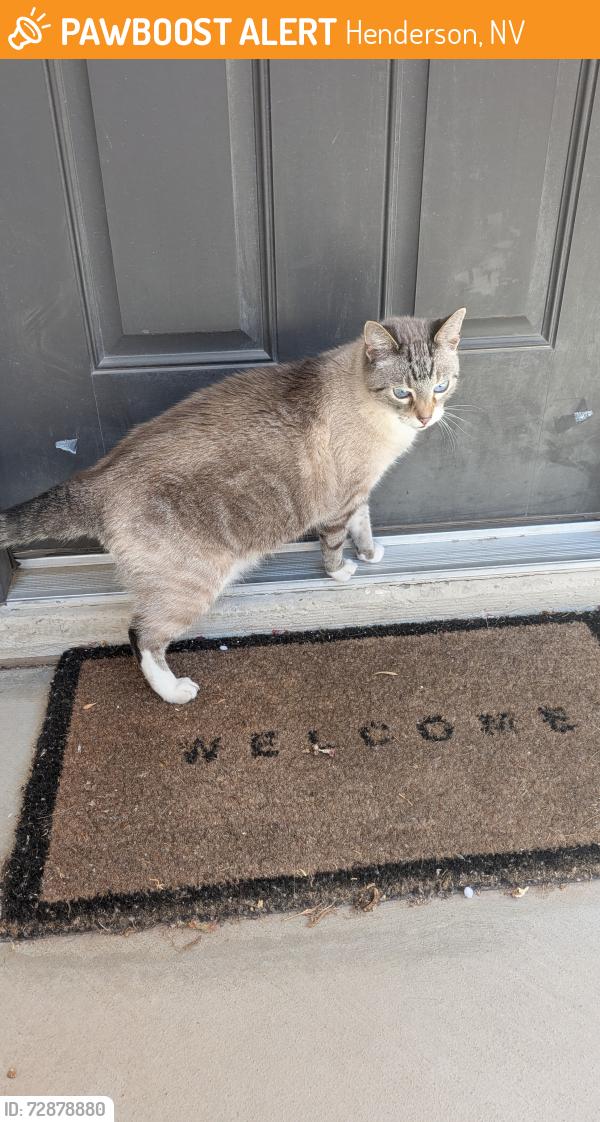 Found/Stray Unknown Cat last seen Near Aspen Cliff Drive , Henderson, NV 89011