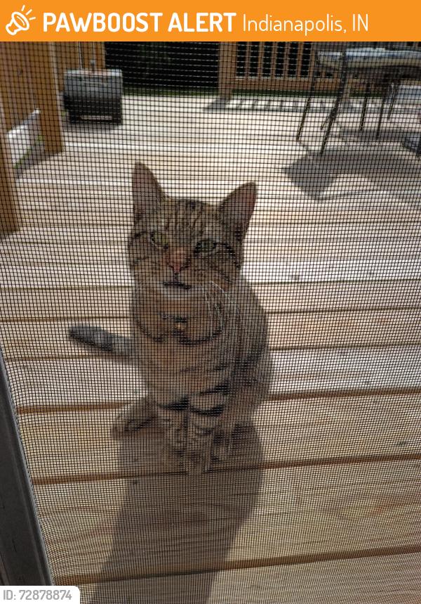 Found/Stray Female Cat last seen Crestwell Dr and Hollingsworth Dr, Indianapolis, IN 46268