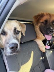 Found/Stray Male Dog last seen adidas distribution center , Spartanburg, SC 29301