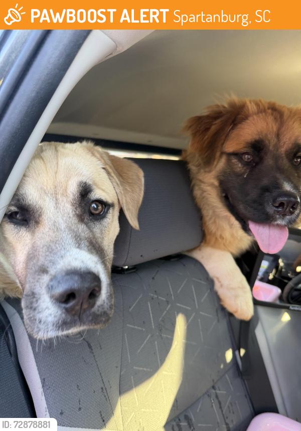 Found/Stray Male Dog last seen adidas distribution center , Spartanburg, SC 29301