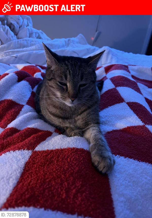 Lost Male Cat last seen Taylor’s creek way and Autry Mill road , Sampson County, NC 28344