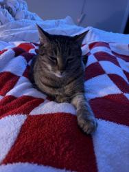 Lost Male Cat last seen Taylor’s creek way and Autry Mill road , Sampson County, NC 28344