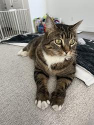 Lost Female Cat last seen Sparks Marina RV Park, Sparks, NV 89434